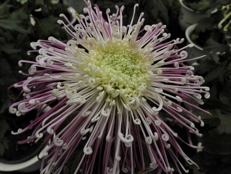 Shanghai Chrysanthemum Exhibition 2016のeditorial素材