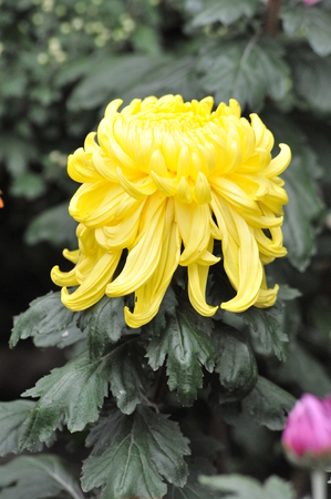 Shanghai Chrysanthemum Exhibition 2016のeditorial素材