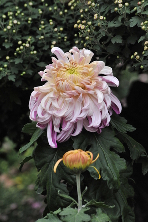 Shanghai Chrysanthemum Exhibition 2016のeditorial素材