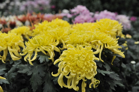 Shanghai Chrysanthemum Exhibition 2016のeditorial素材