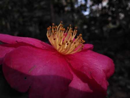 Camellia flowerの写真素材
