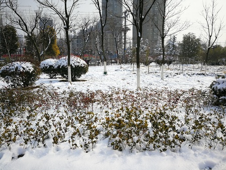 Beautiful snow at streetの写真素材