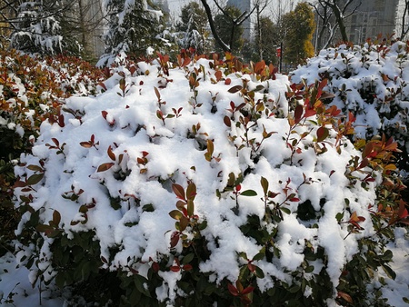 Beautiful snow at gardenの写真素材