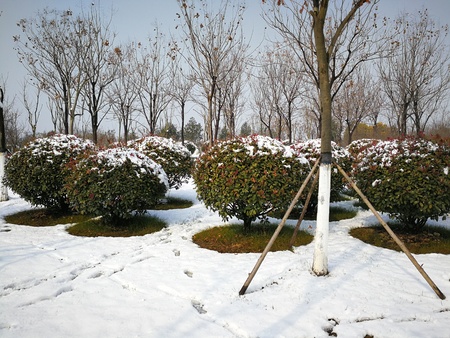 Beautiful snowの写真素材