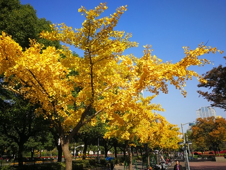 Trees with yellow leaves at a parkのeditorial素材
