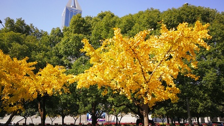 Trees with yellow leaves at a parkのeditorial素材