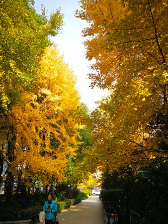 Trees with shades of yellow and red leaves at a parkのeditorial素材