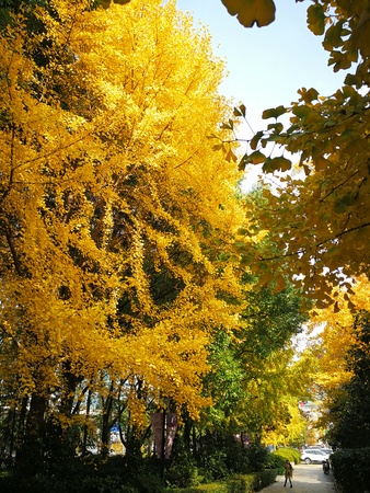 Trees with shades of yellow and red leaves at a parkのeditorial素材