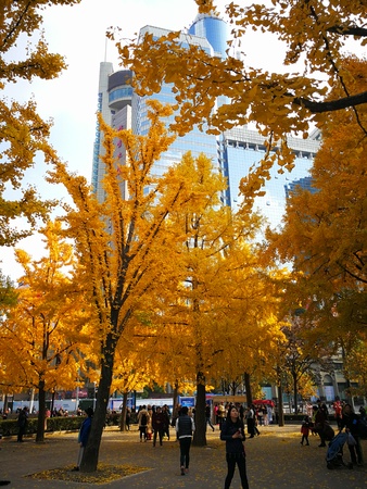 Trees with yellow leaves at a parkのeditorial素材