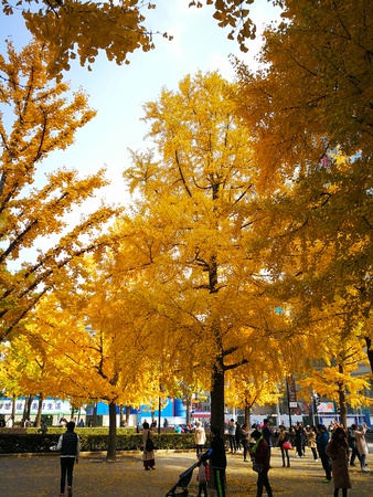 Trees with yellow leaves at a parkのeditorial素材
