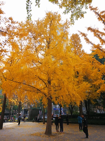 Trees with yellow leaves at a parkのeditorial素材