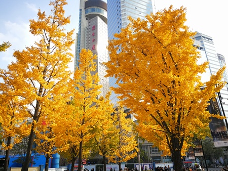 Trees with yellow leaves at a parkのeditorial素材
