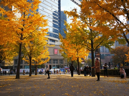 People relaxing under trees with yellow leaves at a parkのeditorial素材