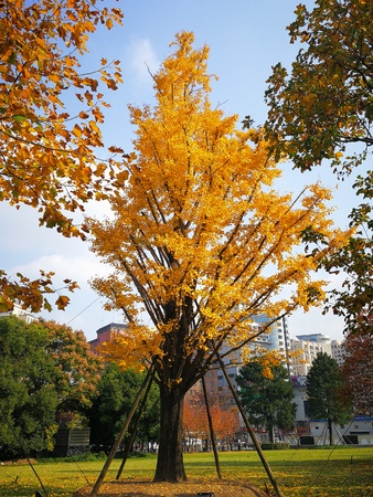 Tree with yellow leaves at a parkのeditorial素材