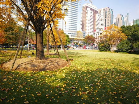 Trees with yellow leaves at a parkのeditorial素材