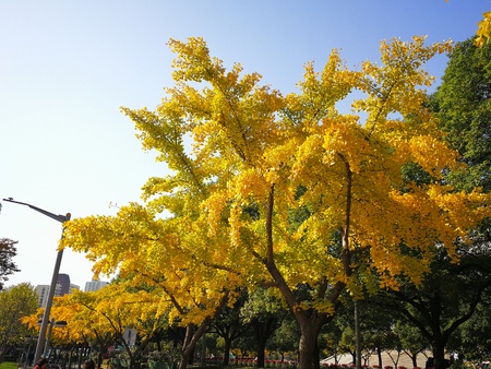 Trees with yellow leaves at a park
