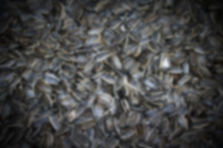 Organic sunflower seed blurry background, Sunflower seedsの写真素材