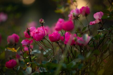 Colorful, beautiful, delicate pink rose in the garden, Beautiful pink roses garden in Islamabad city, Pakistan.の写真素材