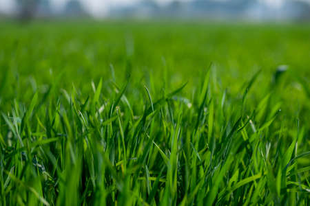 Young wheat plants growing on the soil, Amazingly beautiful endless fields of green wheat grass go far to the horizon.の写真素材