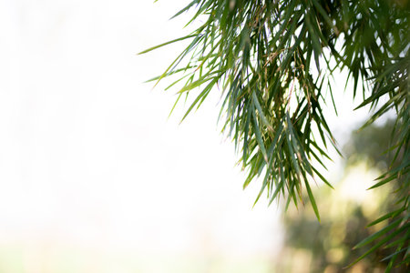 Green Bamboo plants in the forest.