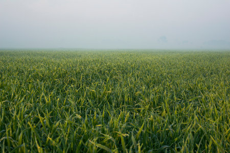 Rows of young green wheat growing in a field on a foggy dayの写真素材
