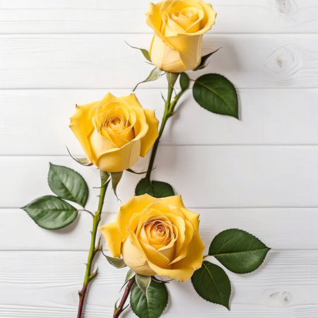Three Yellow rose flowers over white wood background. Romantic greeting card for Valentine's Day.の素材