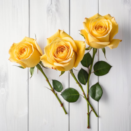 Three Yellow rose flowers over white wood background. Romantic greeting card for Valentine's Day.の素材