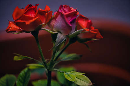 Beautiful red rose with water drops on a dark background, close-upの写真素材