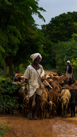 A farmer with a herd of goats in the countryside.の写真素材