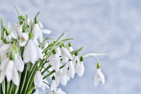 spring flowers snowdrops on a light background. space for copy space.の写真素材