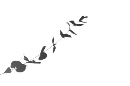 Eucalyptus branch shadow overlay.の写真素材