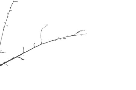 Tree branch shadow overlay.の写真素材