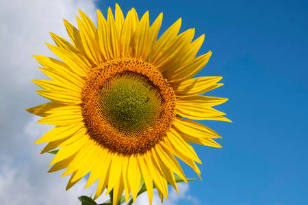 Sunflower against the blue sky with clouds. Organic and natural flower background.の写真素材