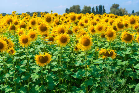 Field of sunflowers. Sunflowers natural background, Sunflower blooming.の写真素材