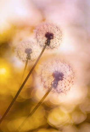 Bright close-up of a dandelion. Flower bud of a white field on a light, yellow backgroundの写真素材