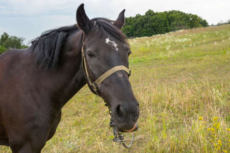 brown horse in the wild, close-up