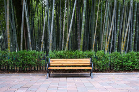 Yellow bench in the park, against the background of the bamboo wood.の写真素材