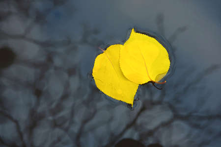 Yellow leaves on water. An autumn came. Autumn backgroundの写真素材