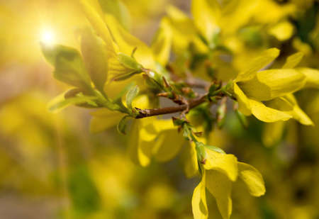 Yellow beautiful flowers an closeup. A spring cameの写真素材
