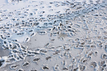 Dirty traces in the snow in winter.の写真素材