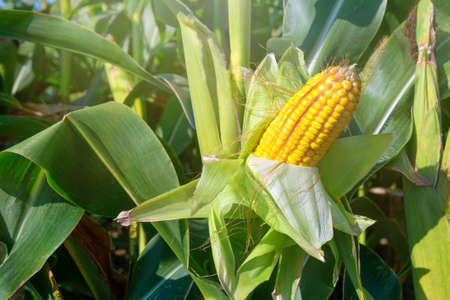 Corn on the stalk in the corn field