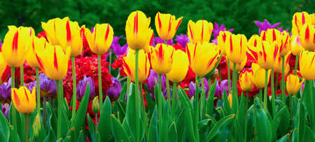Tulip flowers meadow. Spring nature background. Sunny spring background with yellow tulips.の写真素材
