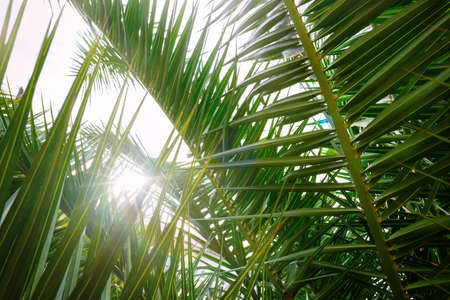 Palm branches opposite to the sun