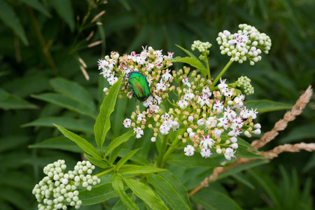 Beautiful green beetle, in the grass