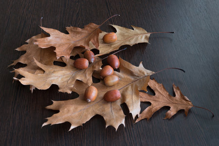 Autumn leaves and acorns on a dark background.