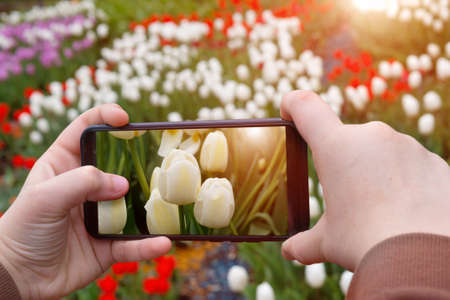 Children's hands taking a picture of tulips on a smartphone, telephone.