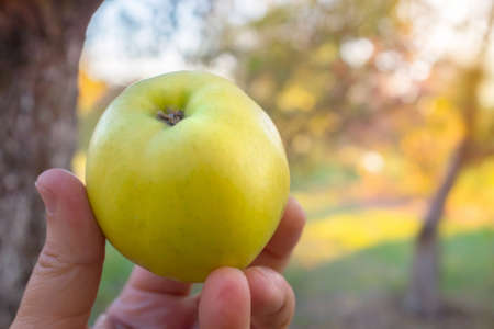 A green apple in a hand on a bright background of the nature. Concept of health.