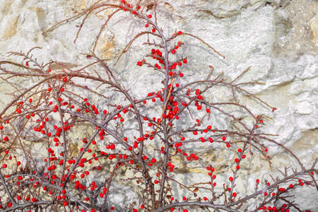 Red wild berries blossom opposite to a wall in sunny day.