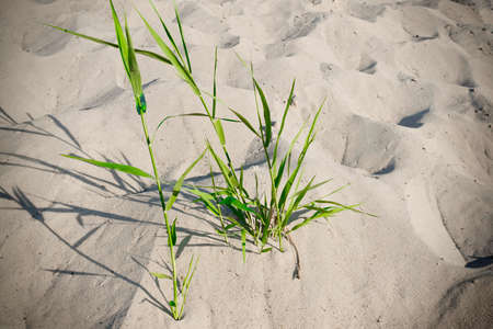 A bunch of grass dunes on the beach, a close-up.の写真素材