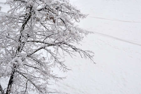 Tree in the snow close up. Snow on the branches of a tree.